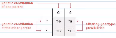 offspring genotype possibilities