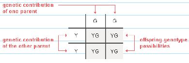 offspring genotype possibilities