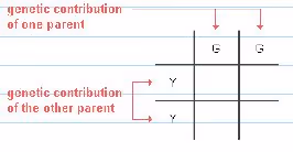 genotype of parents