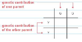 genotype of parents