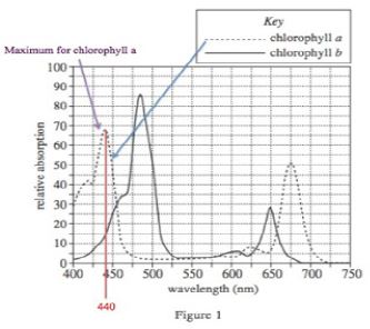 absorption of chlorophyll a