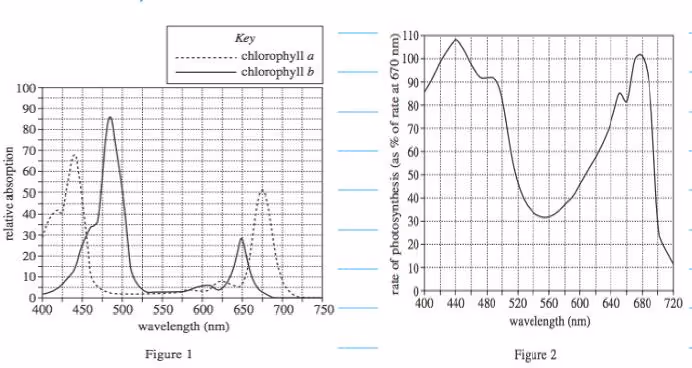 wavelength results highest rate of photosynthesisin