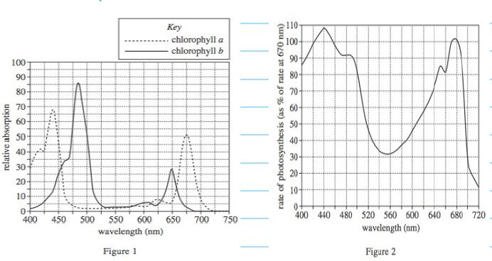 wavelength results highest rate of photosynthesisin 