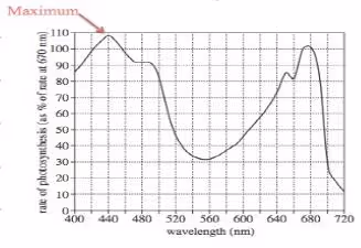 rate of photosynthesis