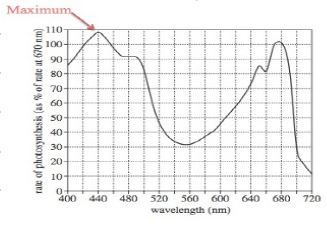 rate of photosynthesis
