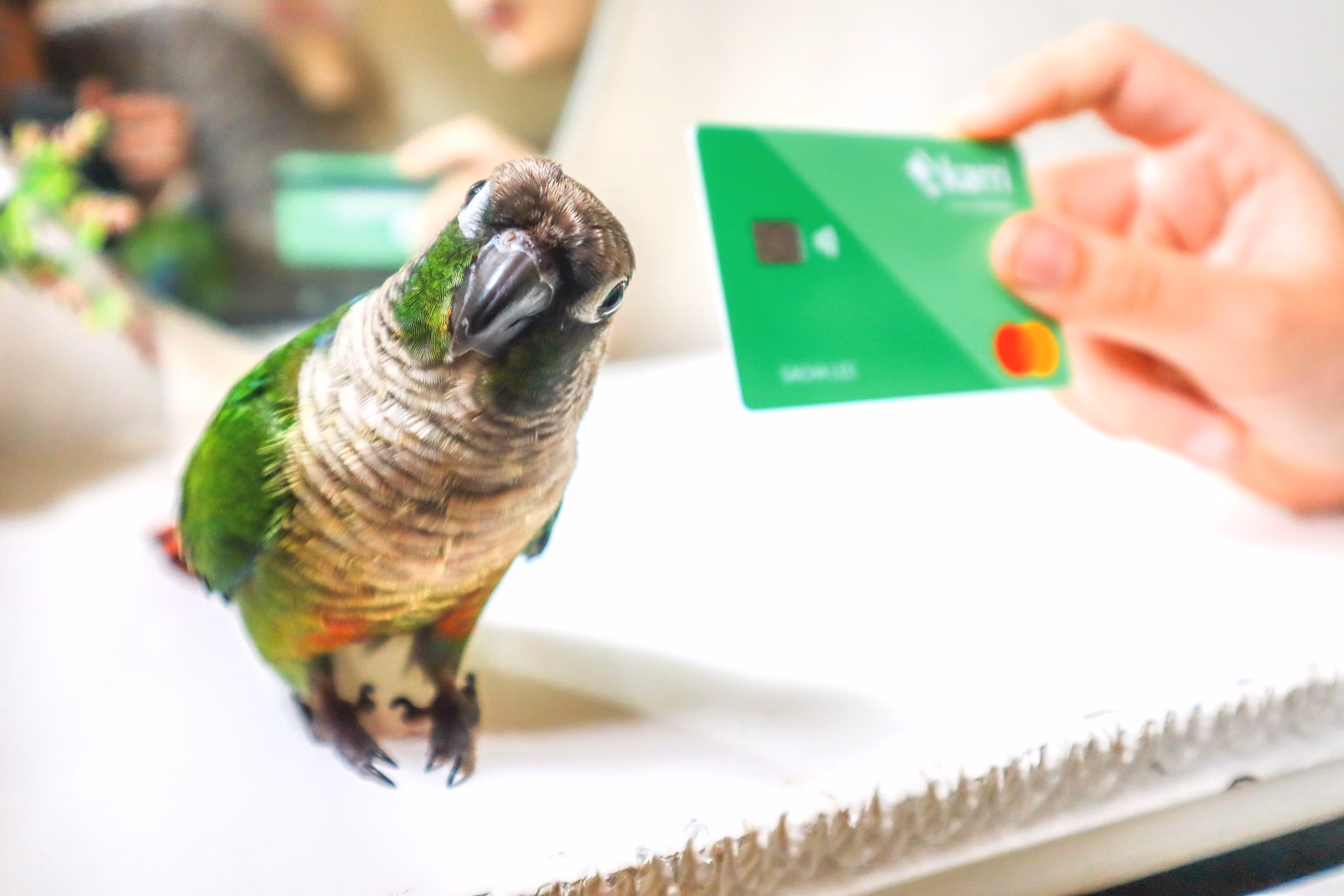 Budgie Bird with Karri Card