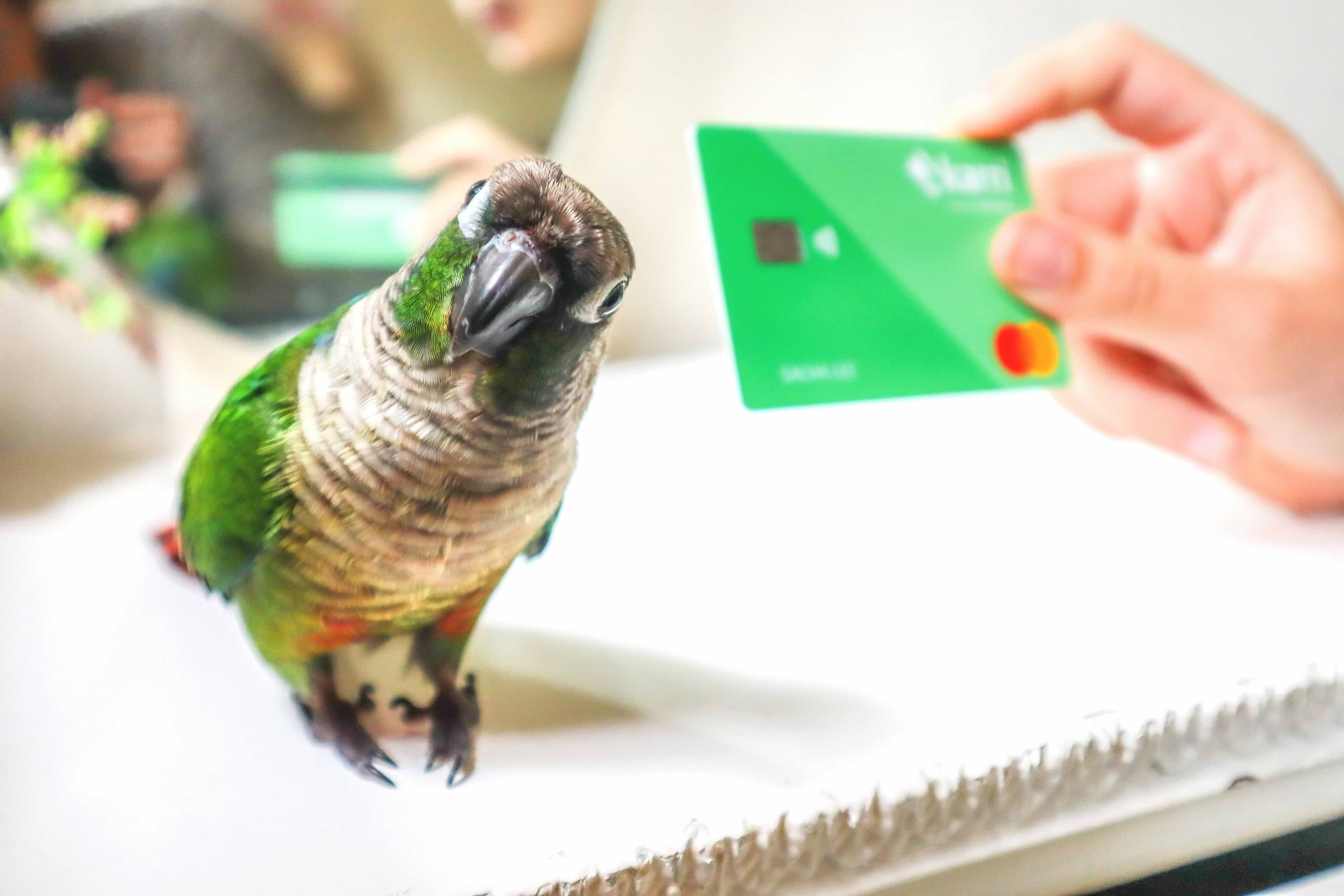 Green and brown parrot tilting head near a hand holding a green credit card on a white surface.
