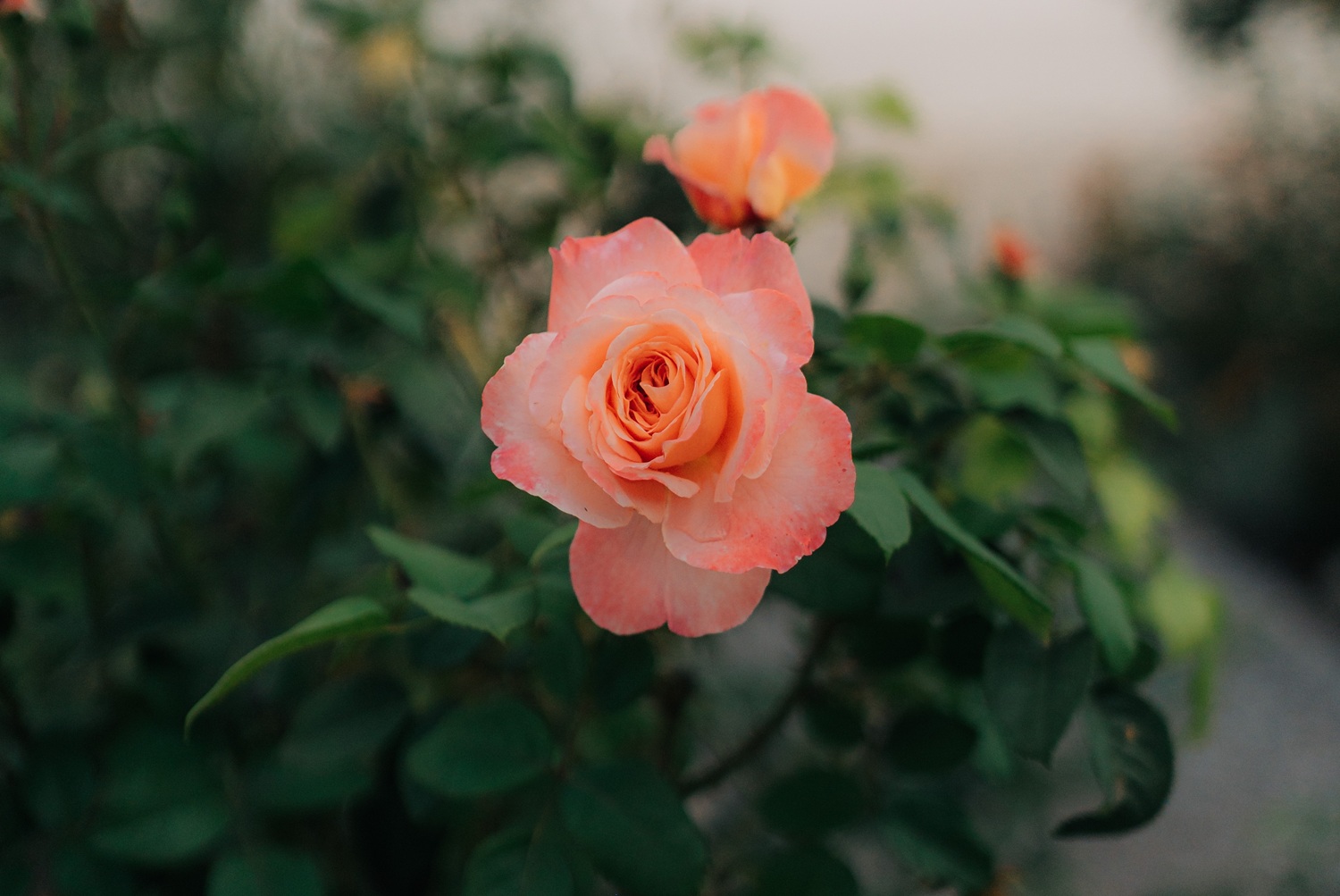 Rose im Garten des Geburtshauses soll für neues Erblühen stehen