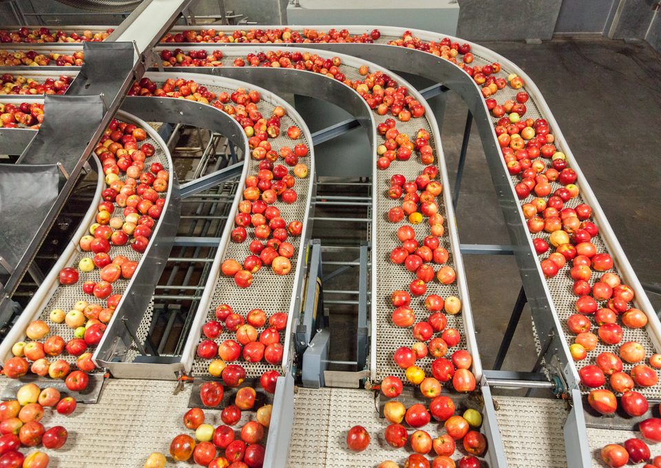 Apples on curved sorting conveyors in a food plant