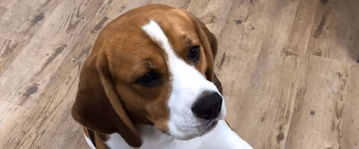 Employee Spotlight: Bailey 🐶
