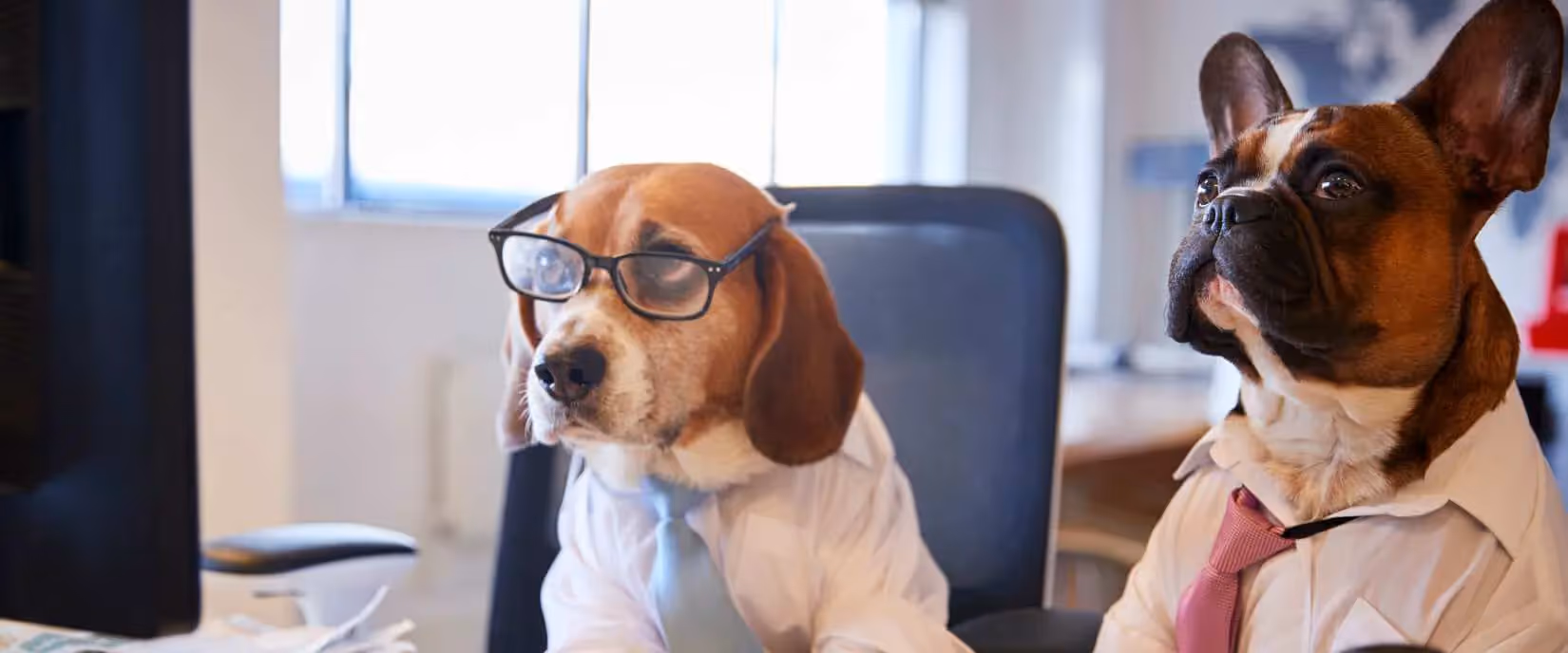 Employee Spotlight: Jinx 🐶
