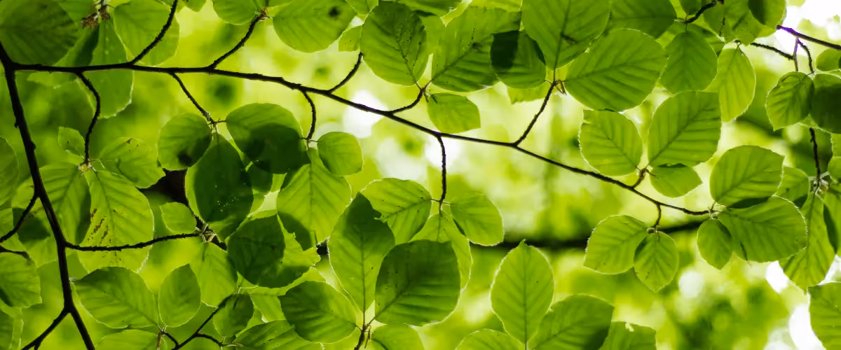 Green is the New Black: Sustainable Black Friday Tips