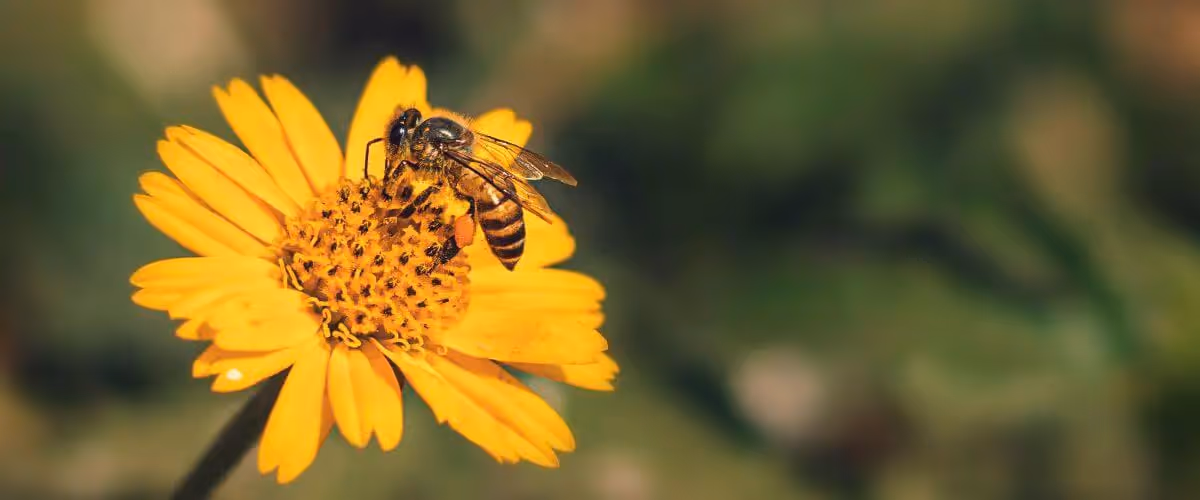 How To Celebrate World Bee Day