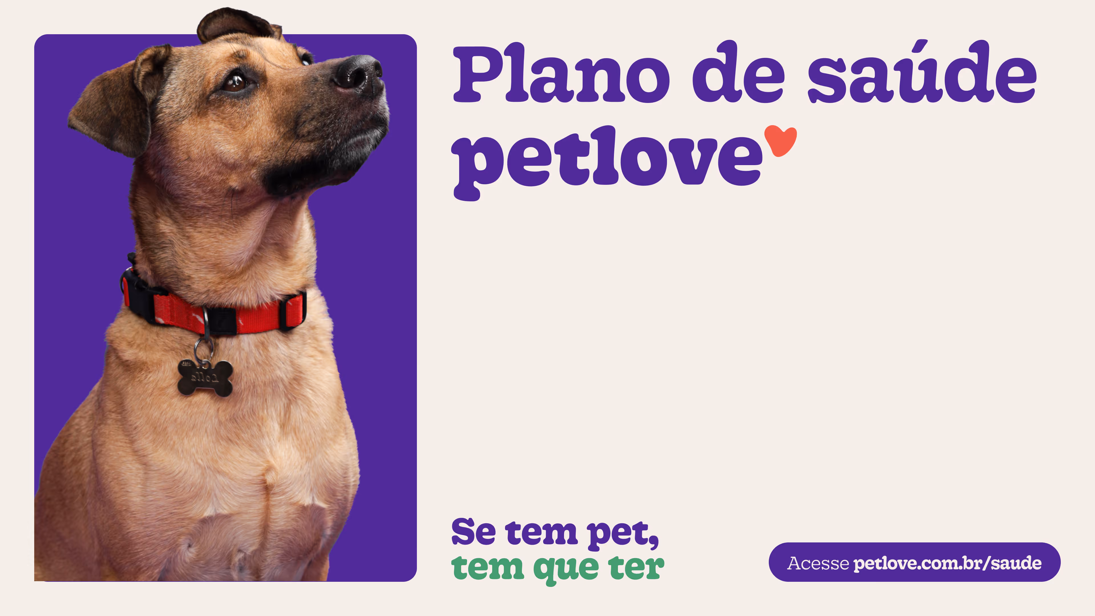 Brown dog with red collar looking up against a purple background, beside text about pet health insurance in Portuguese.
