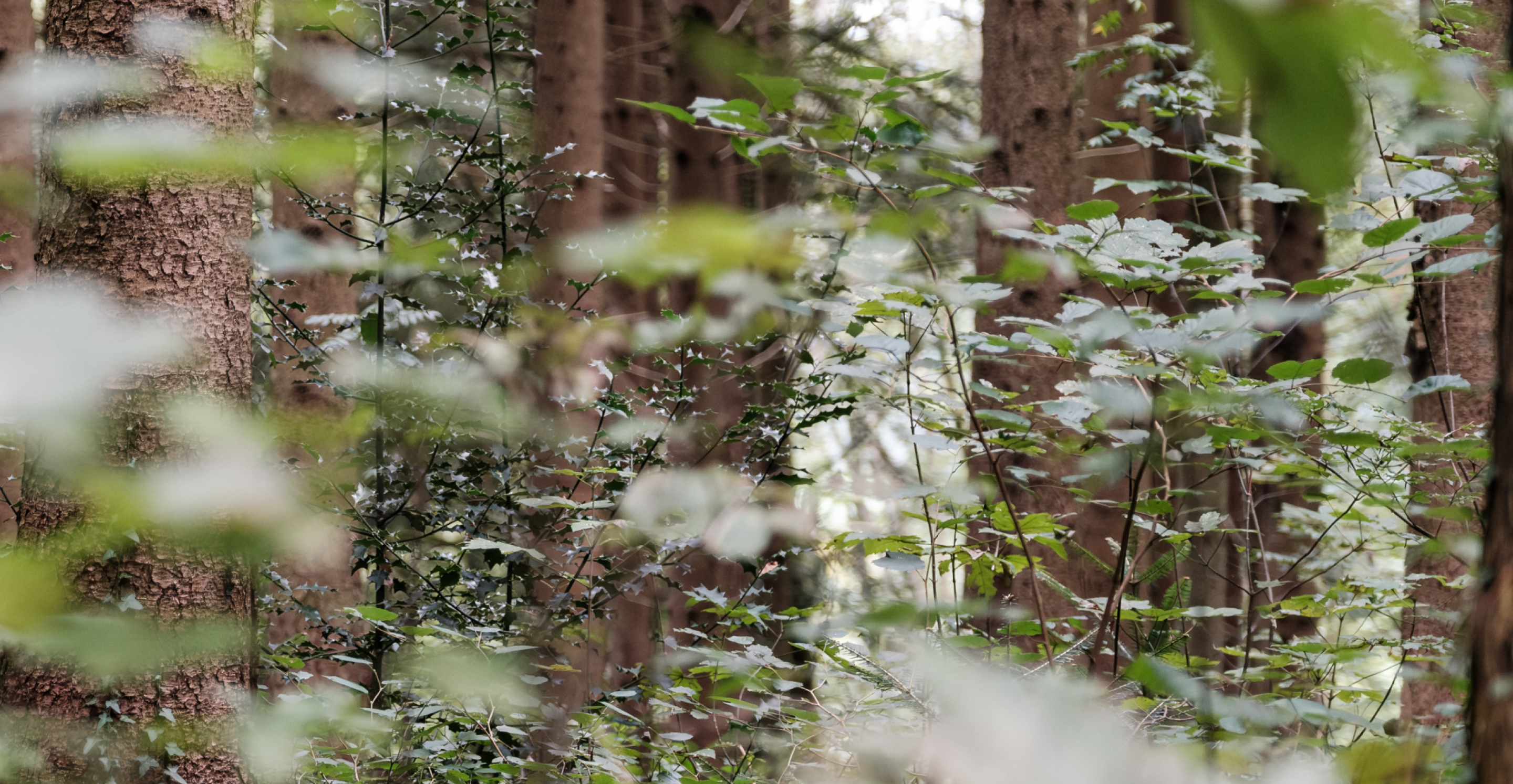 Ruhiger Wald