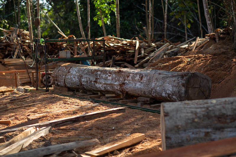 Merbau Wood price