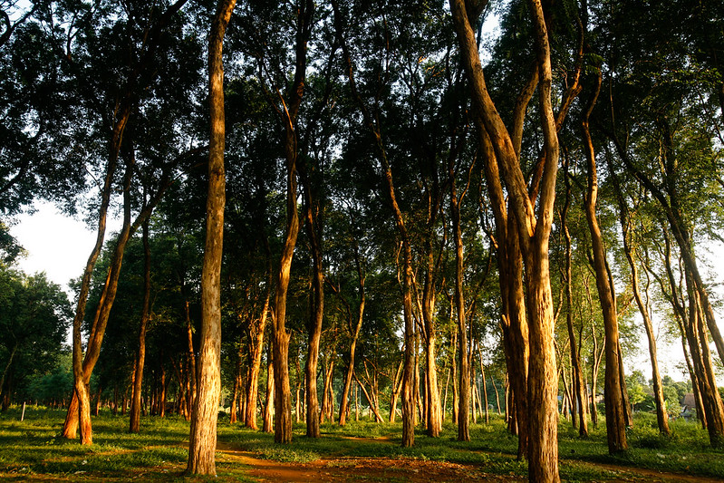Teak Trees