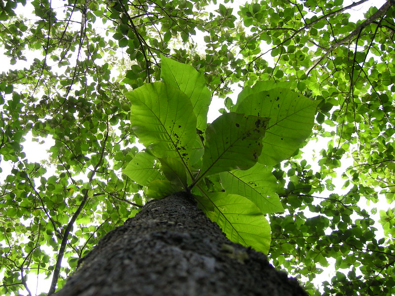 Teak Tree