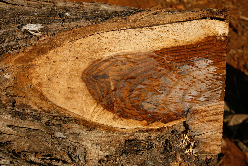Teak Logs