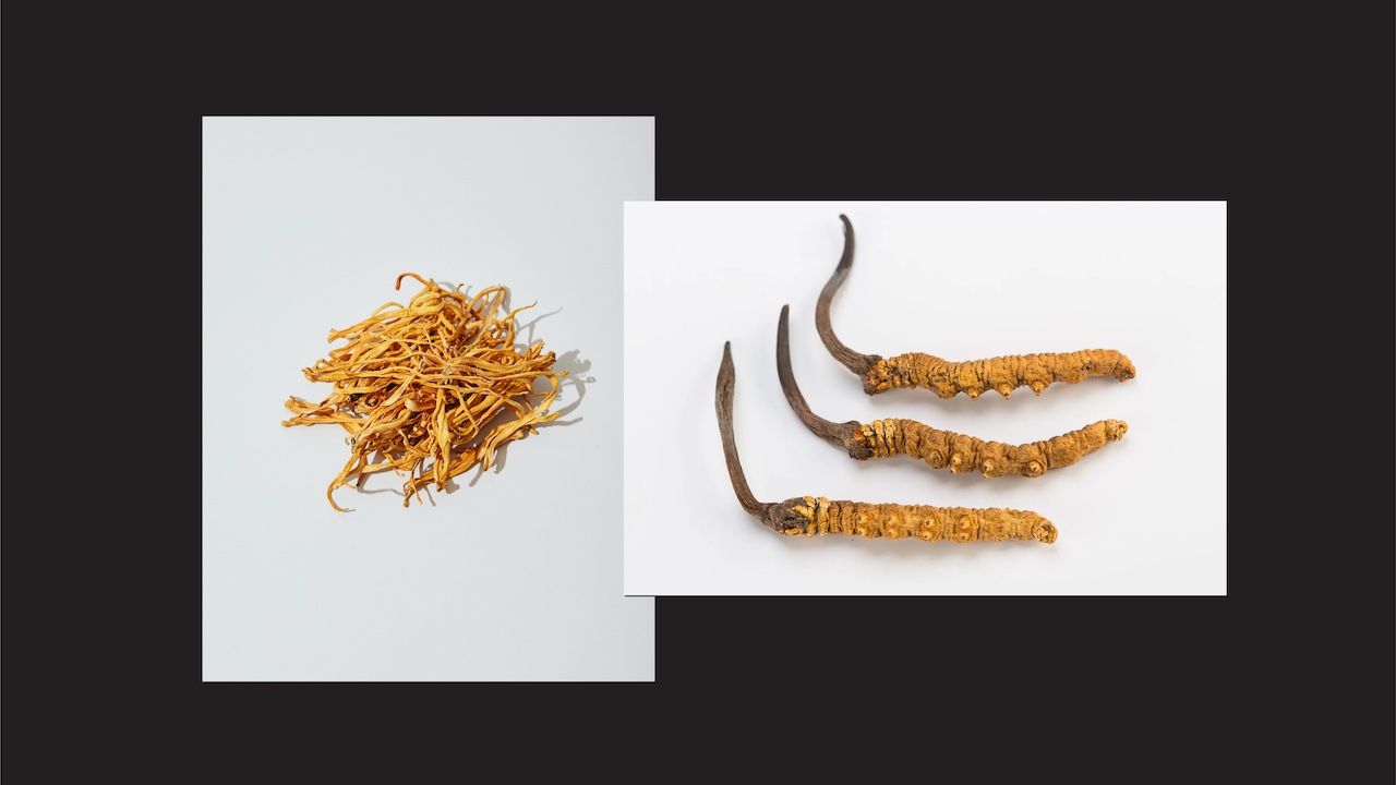 cordyceps sinensis and militaris