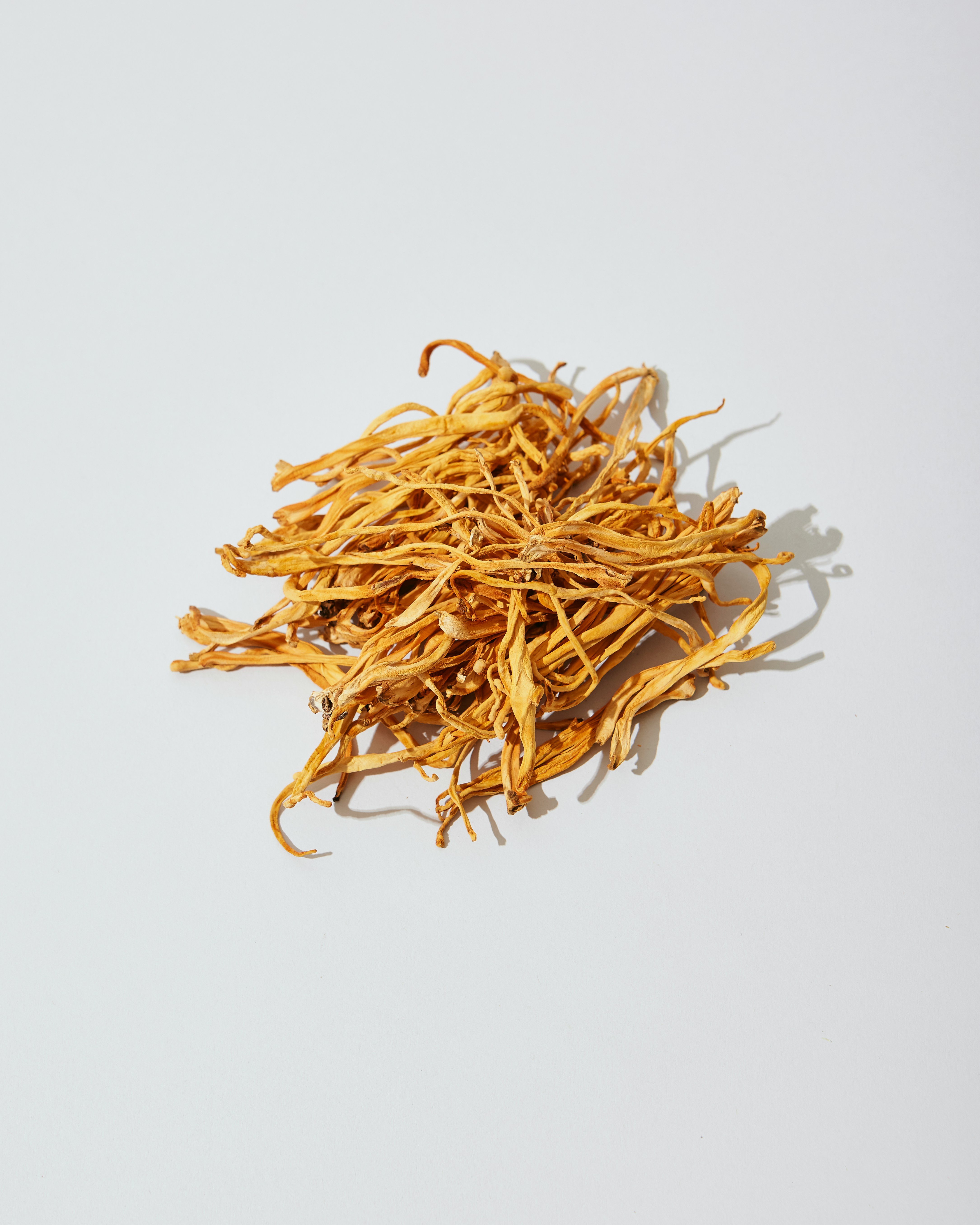 cordyceps militaris