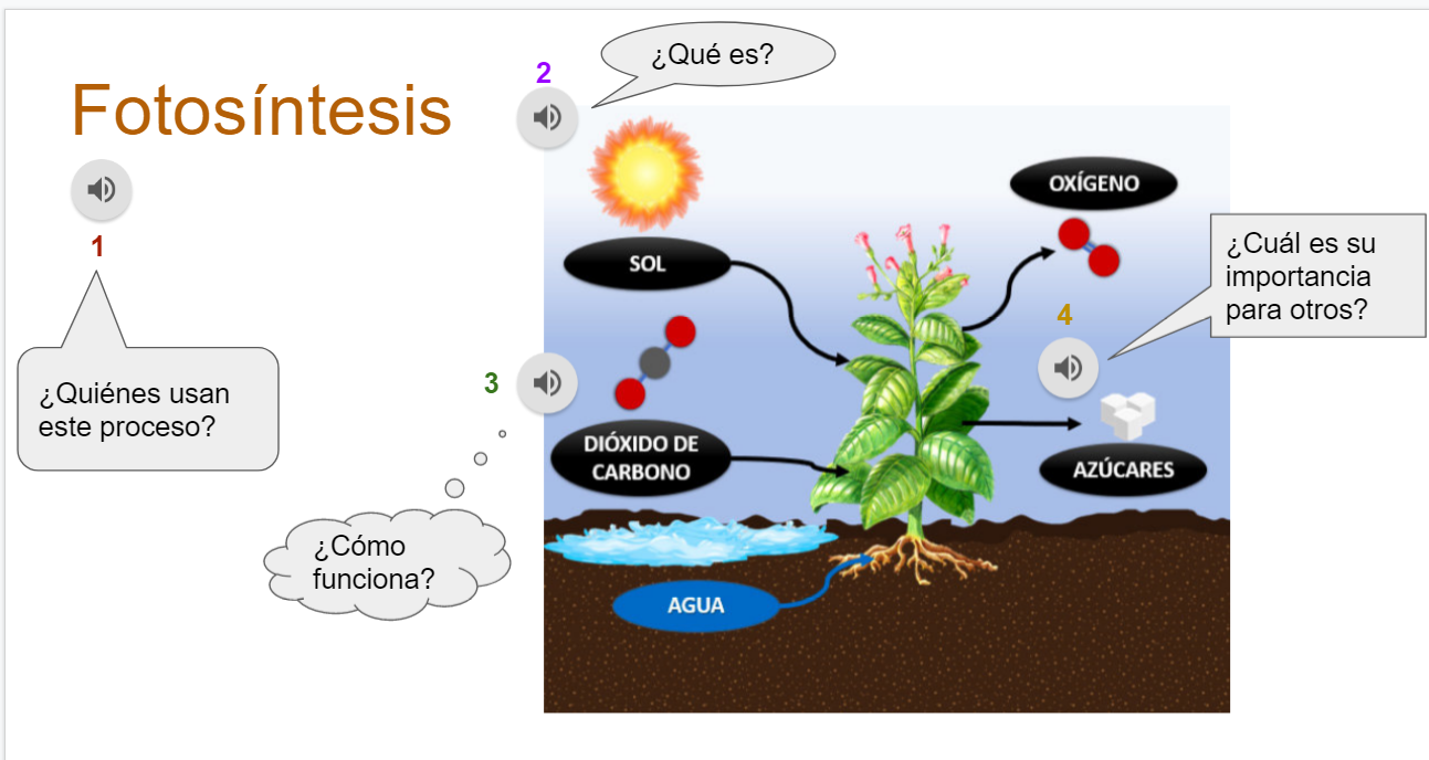 Diagram illustrating photosynthesis with sunlight, carbon dioxide, and water absorbed by a plant, producing oxygen and sugars, accompanied by Spanish text questions about the process and its importance.