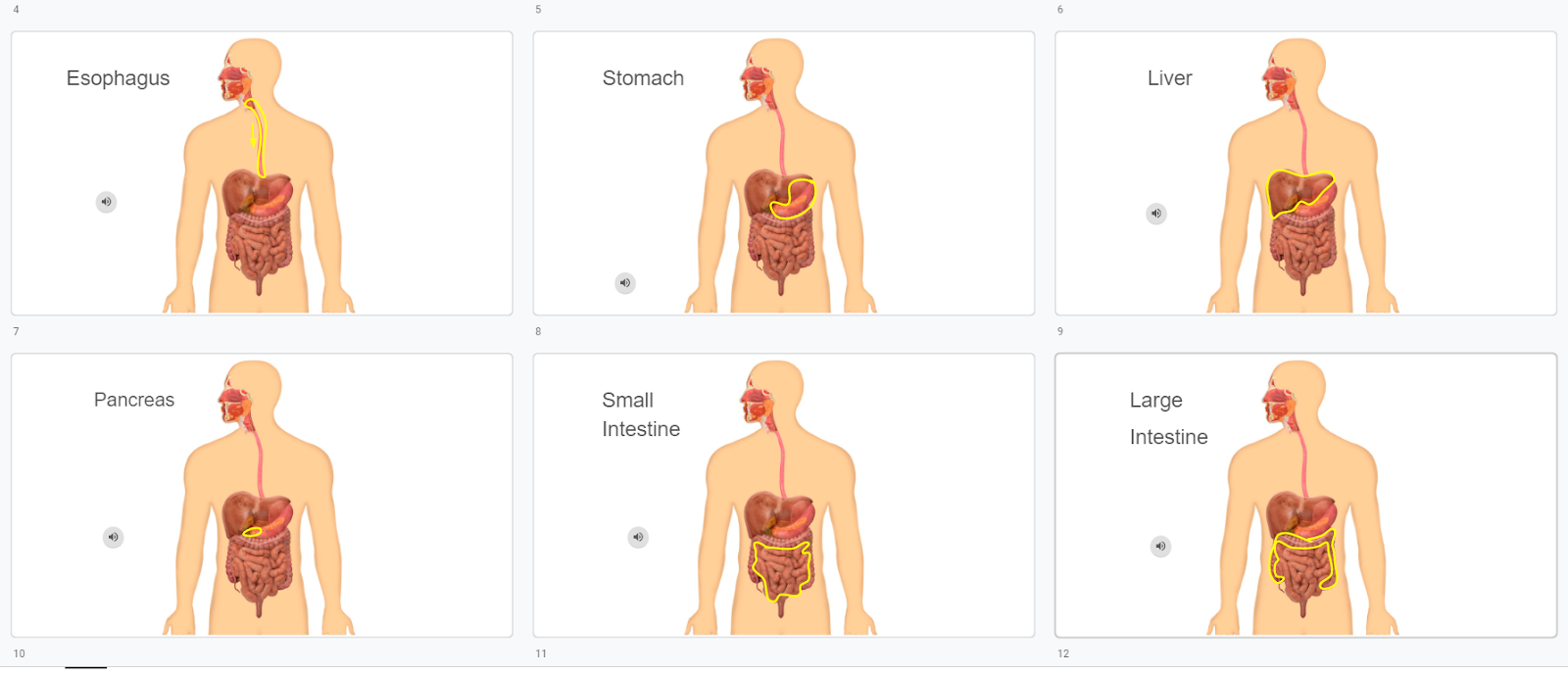 Six panels showing human digestive system with highlighted organs: esophagus, stomach, liver, pancreas, small intestine, and large intestine.