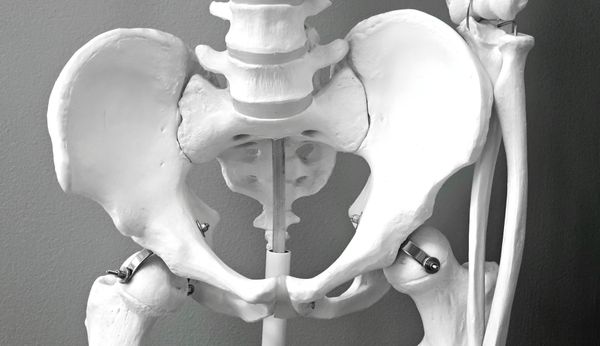 Muscles Hanche : Anatomie, Rôle et Exercices Clés en Muscu