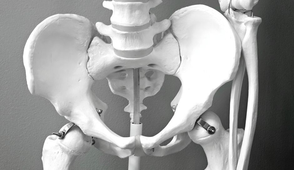 Anatomie des muscles hanche vue en coupe détaillée