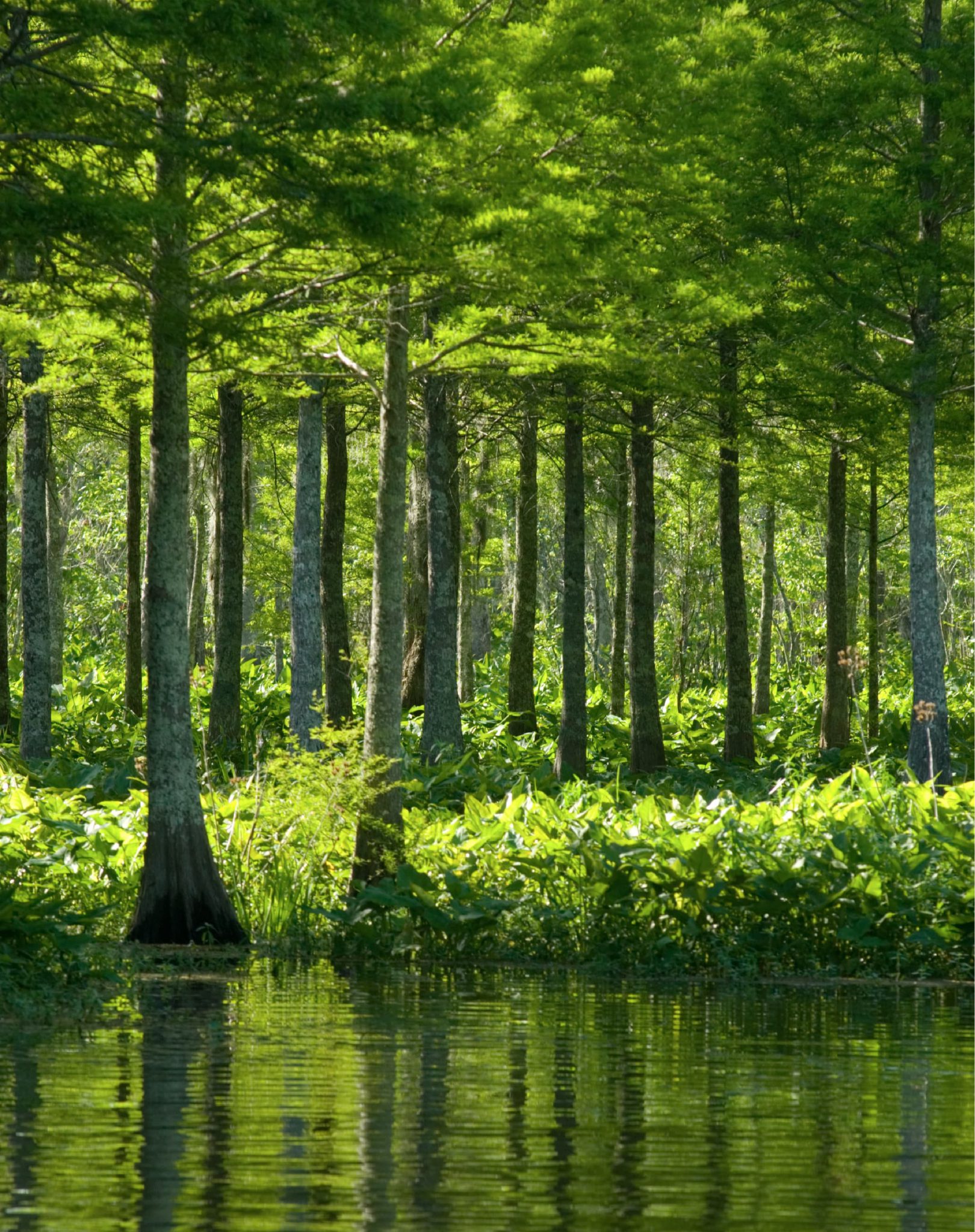 Green forest with tall trees and dense undergrowth reflected in still water.