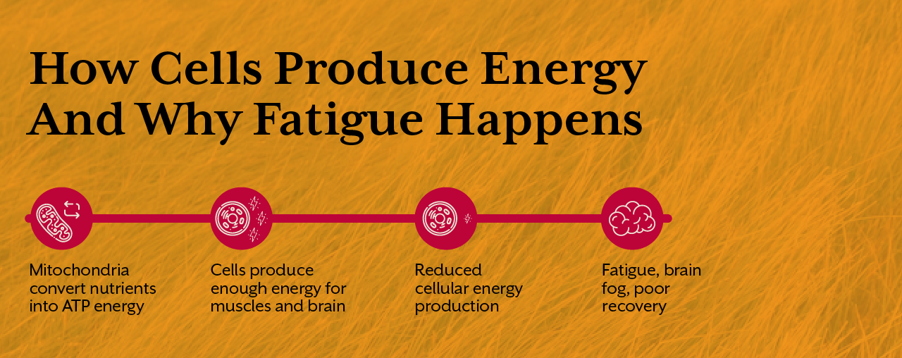 How Cells Produce Energy And Why Fatigue Happens