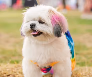 Pets’ Day Out