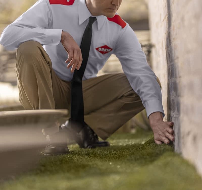 ორკინის თანამშრომელი ატარებს ინსპექციას მავნებლების აღმოსაჩენად