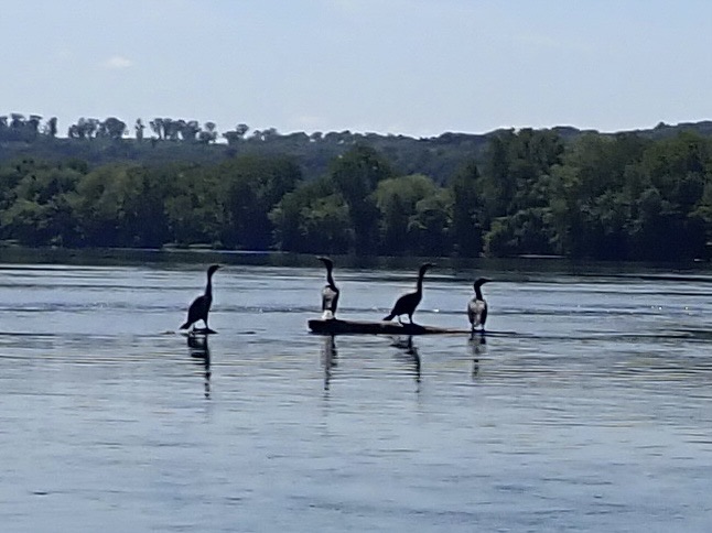 Greevy boat launch