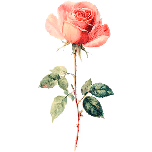 Red rose symbol for mystical insight and emotional healing, guiding self-discovery through an intuitive message