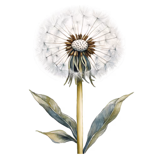 Dandelion puff symbolizing wish path message and manifestation guidance, offering inspiration and insight through a spiritual reading