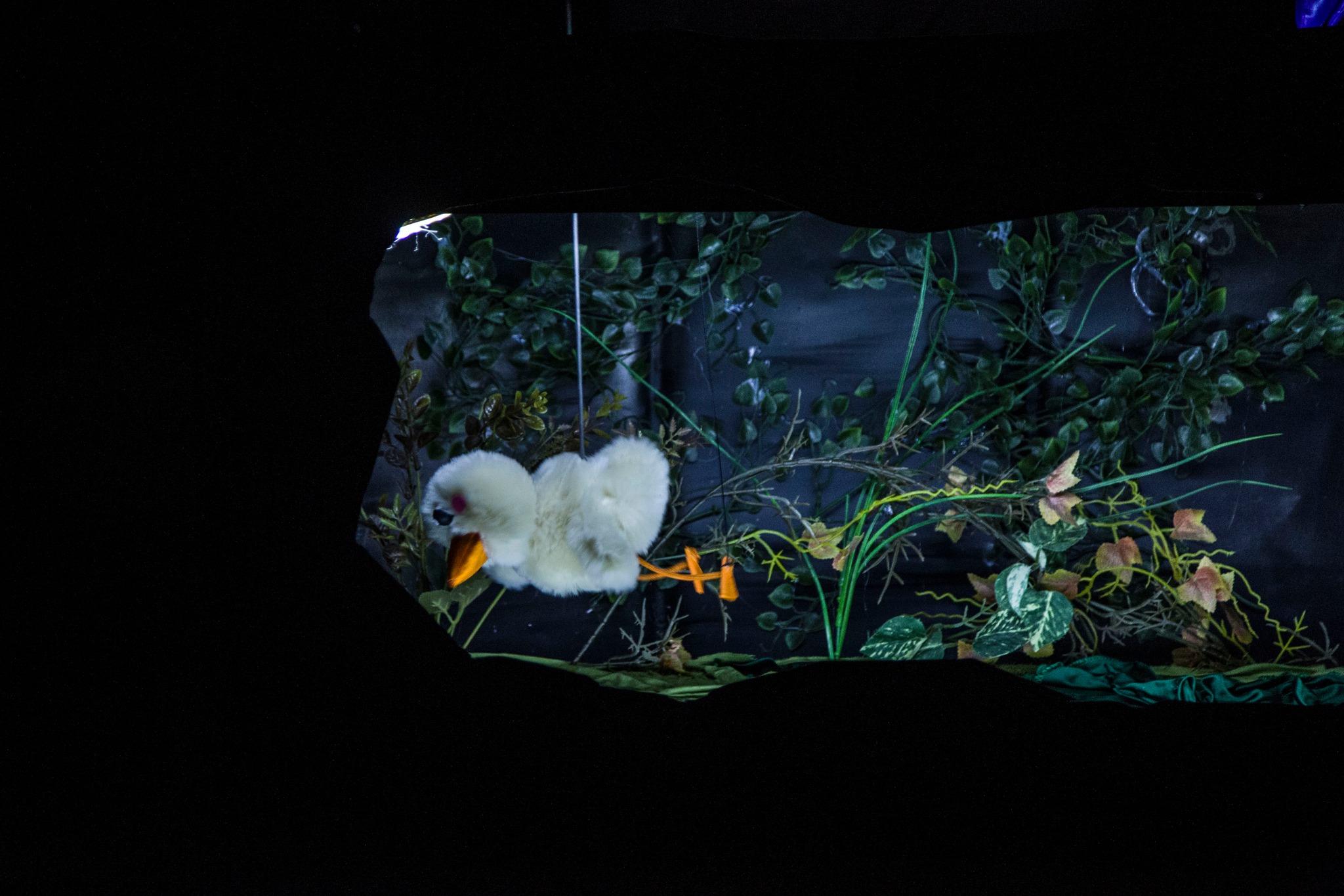 Mała postać kaczki. Fot: Magdalena Tramer