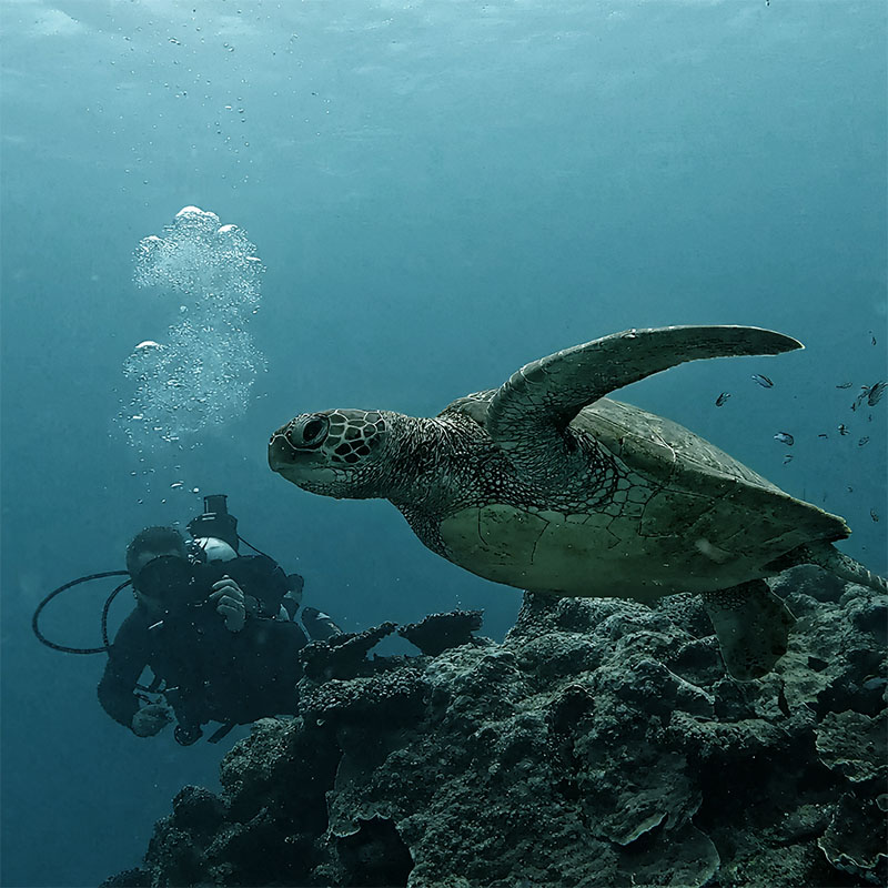Scuba diver underwater near a swimming sea turtle above rocky ocean floor.
