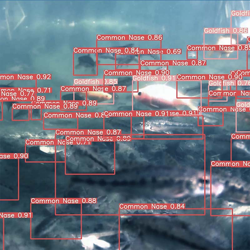 Underwater scene with multiple fish identified and labeled with bounding boxes as 'Common Nase' and 'Goldfish' along with confidence scores.