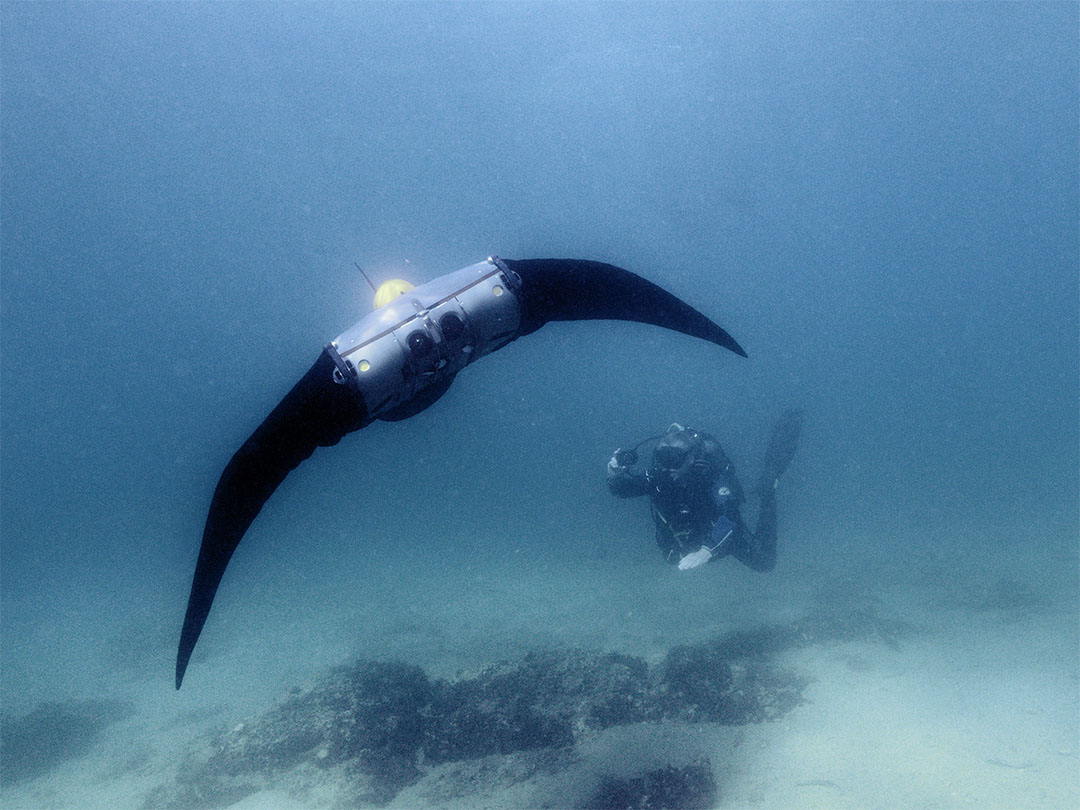 Underwater photo of a robotic manta ray swimming near a scuba diver above the ocean floor.