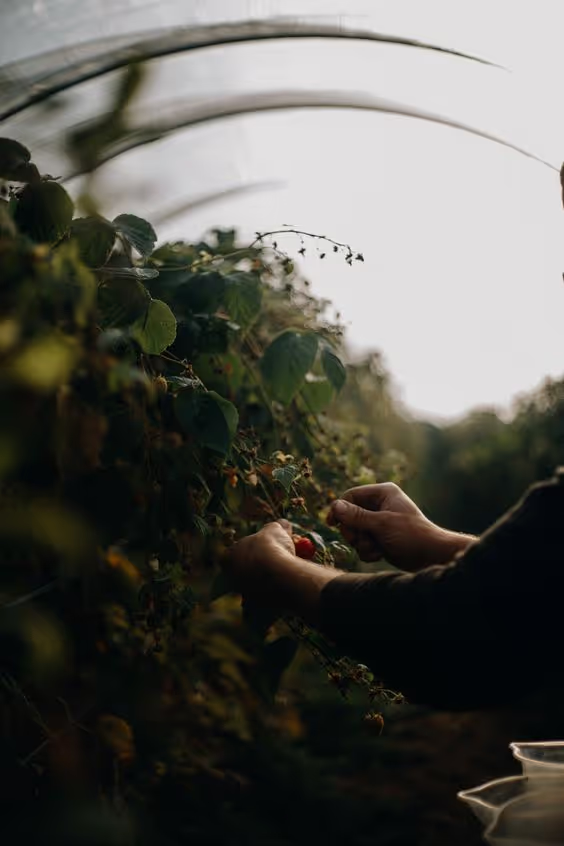 Person harvesting ripe berries from a green leafy bush in a dimly lit outdoor setting.