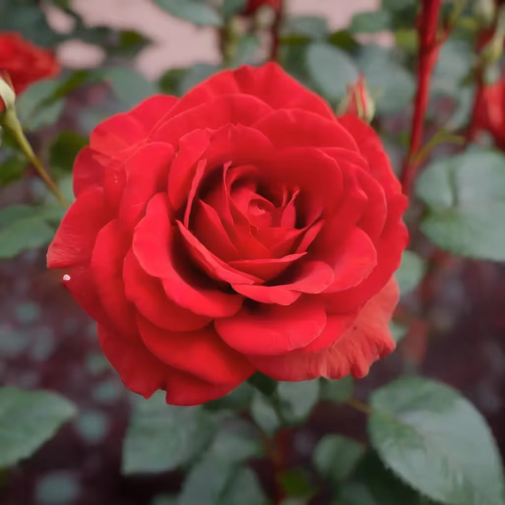 A red flower rose