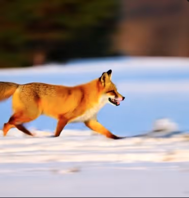 wan 2.1 text to video