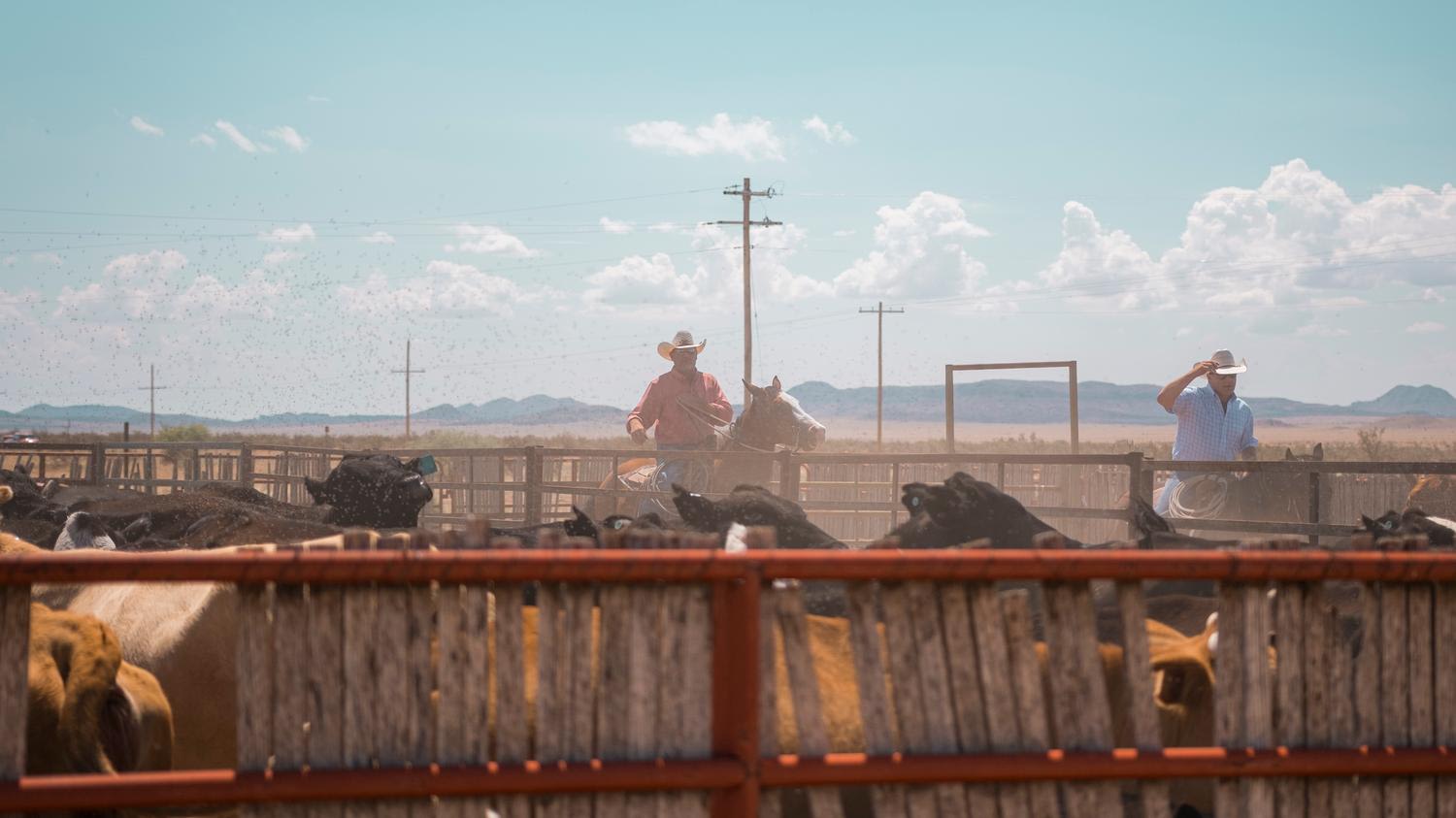 Two cowboys on horseback work cattle in wooden corral pens at a ranch facility under expansive desert skies. Wooden fence structures frame the foreground with cattle visible in pens, while telephone poles and distant mountains stretch across the h...