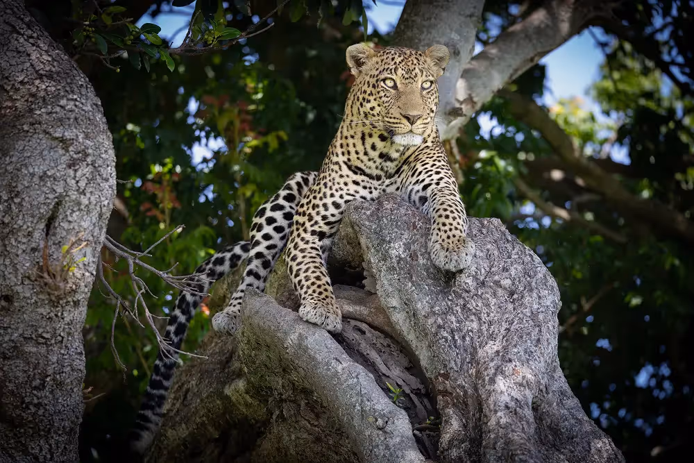 Leopard in a tree