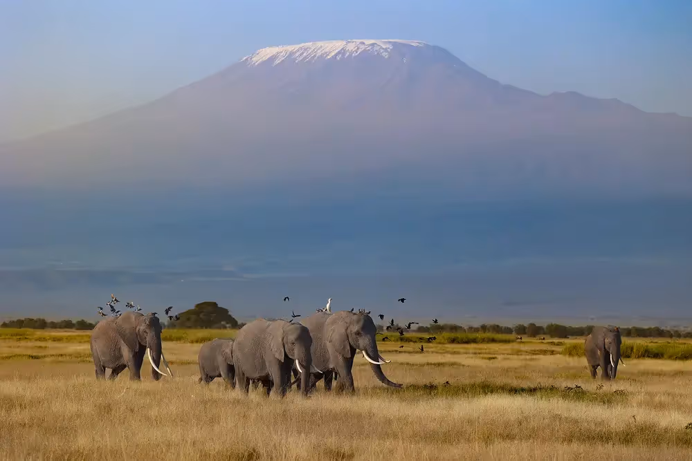 Elephants with mount Kenya behind