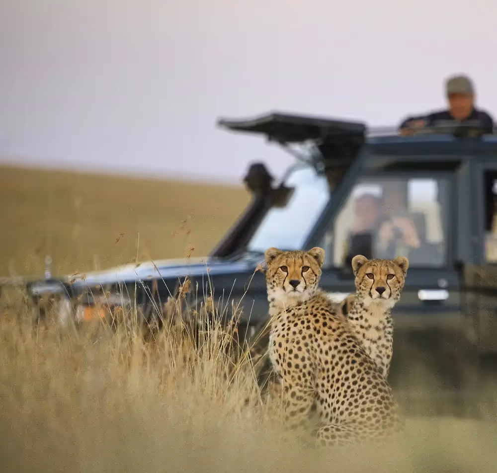 Cheetahs with a game vehicle in the background