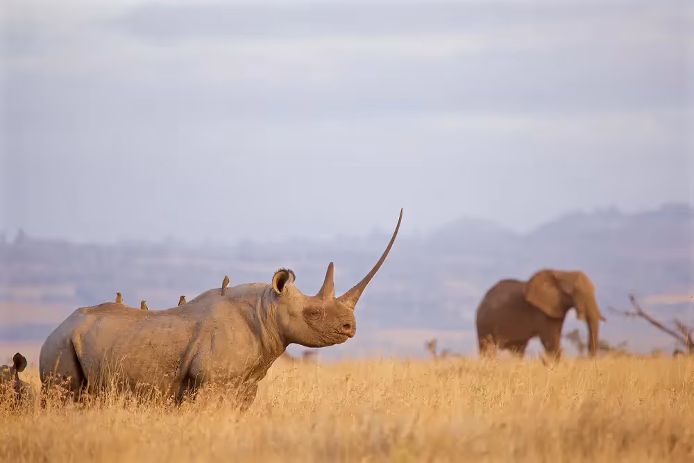 Rhino with a long horn
