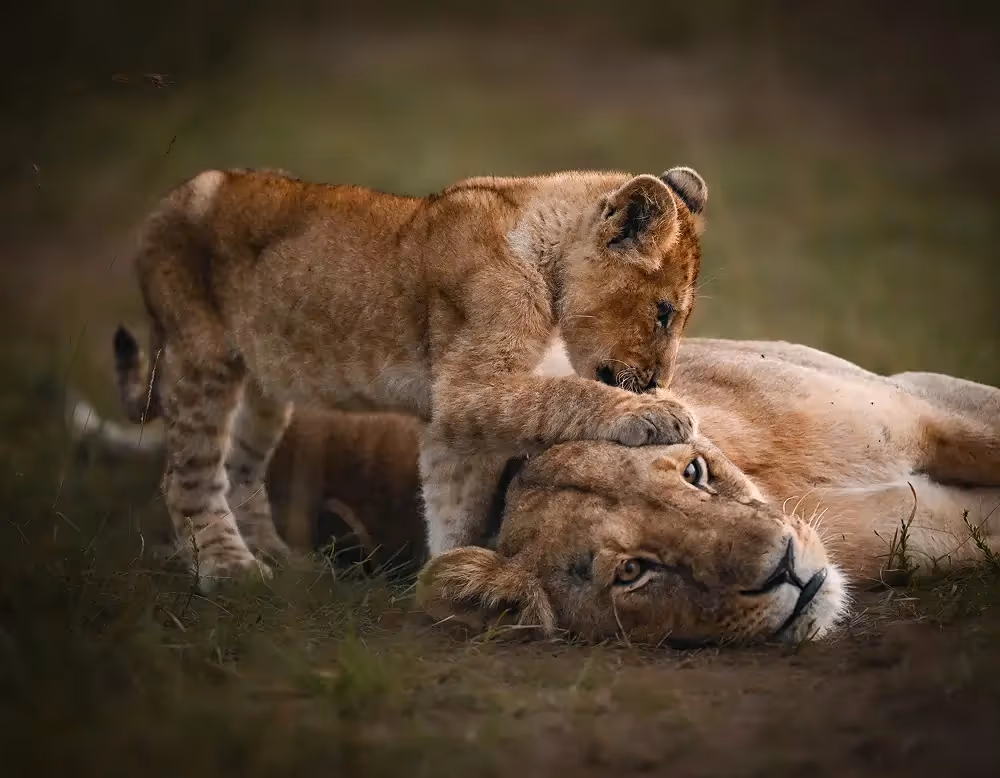 Lioness and cub