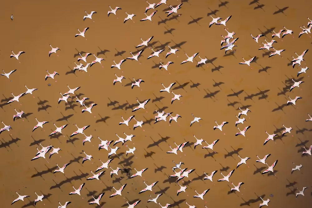 Flamingos flying over a lake